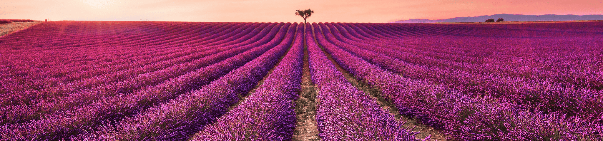 Lavender fields