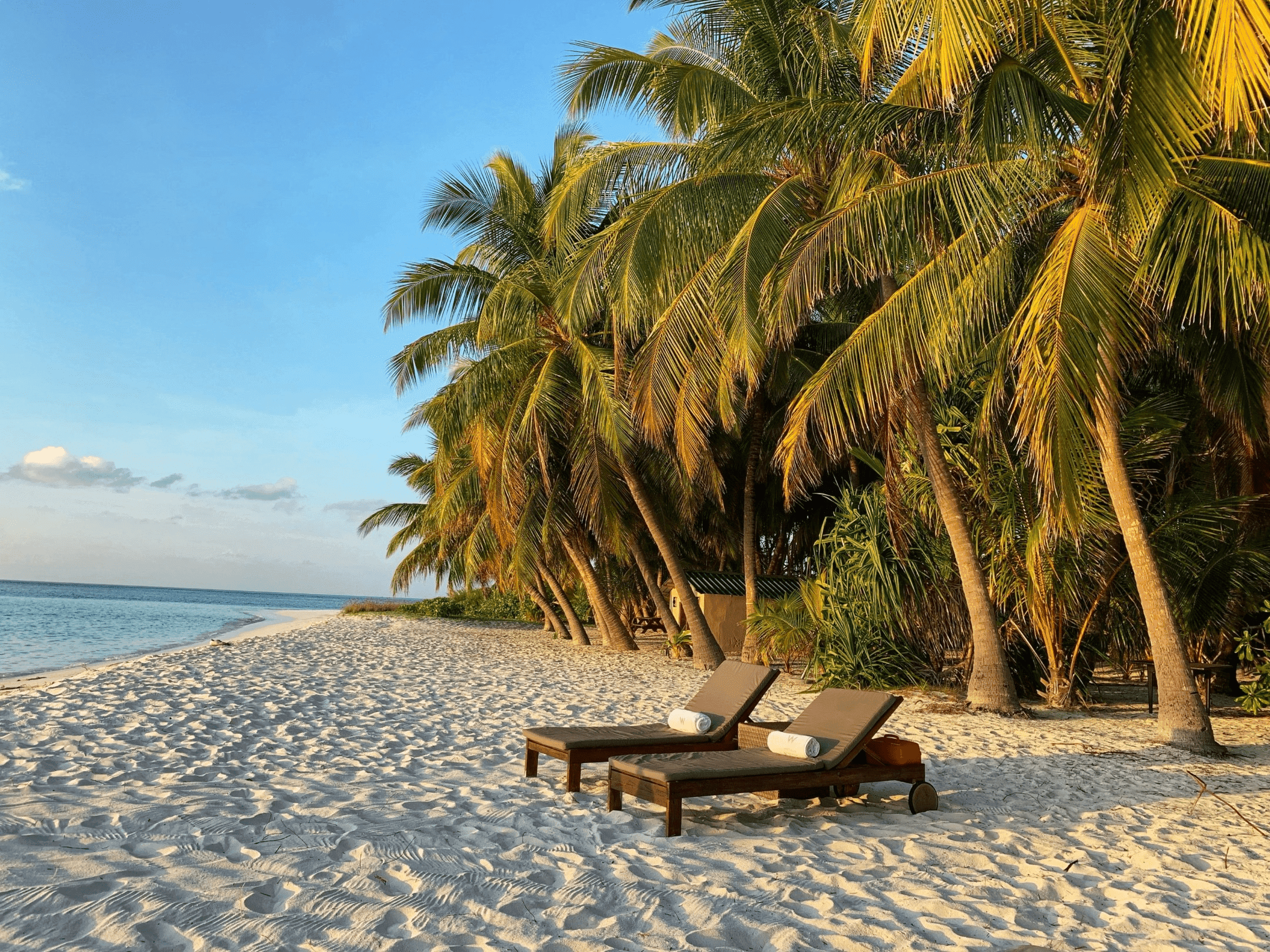 View of beach and palms